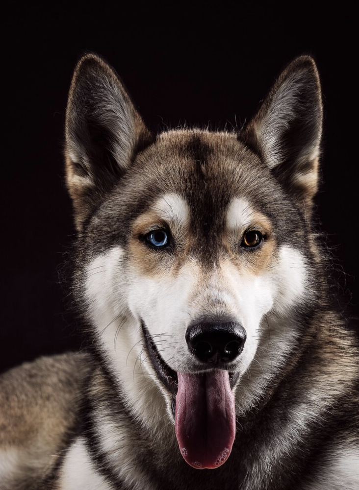Eau de mer et plasma marin pour le bien-être animal.