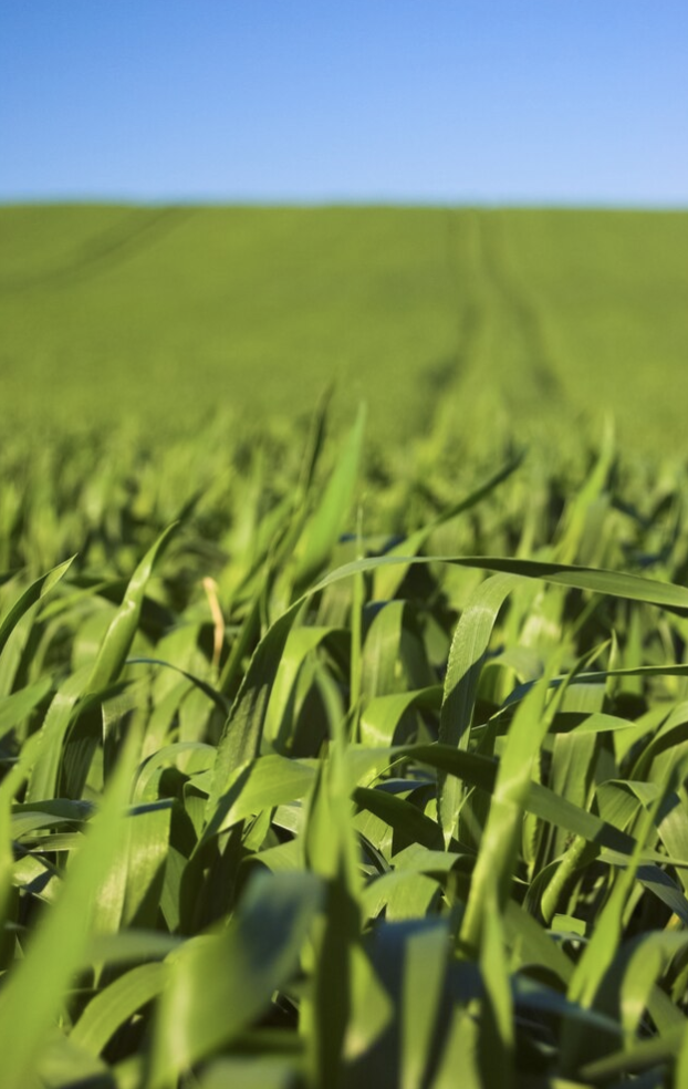 Eau de mer utilisée pour enrichir les sols agricoles